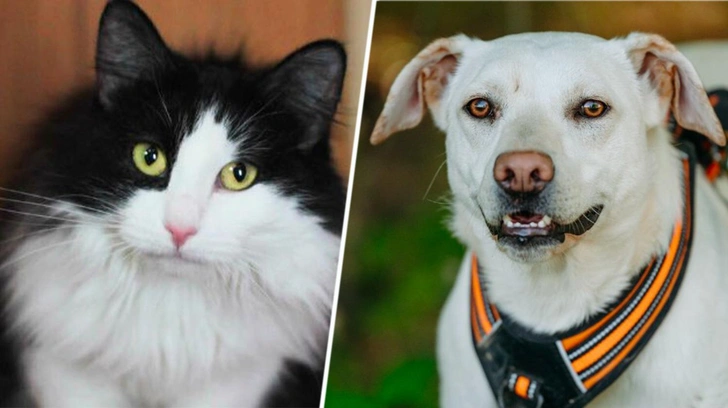 Котопес недели: возьмите из приюта собаку-нежняку Брынзу или кошку-суетолога Эрсетту | Источник: приют «Печатники»