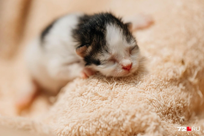 На этой съемке встреча с животными не была случайностью. Как раз наоборот&nbsp;— Александра содержит домашний приют и выхаживает таких вот малышей | Источник: Ирина Шарова / 72.RU