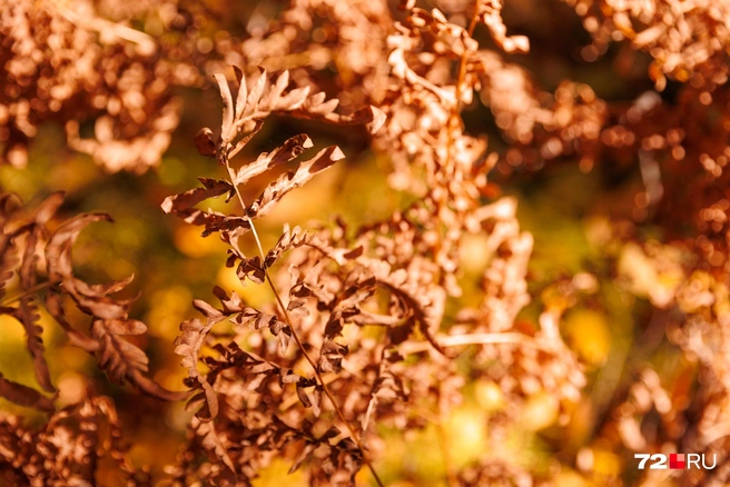 Источник: Ирина Шарова / 72.RU