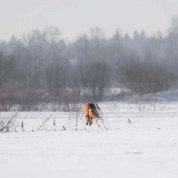 Источник:  Антон Кубышкин / «Грибы и Грибники СПб» 