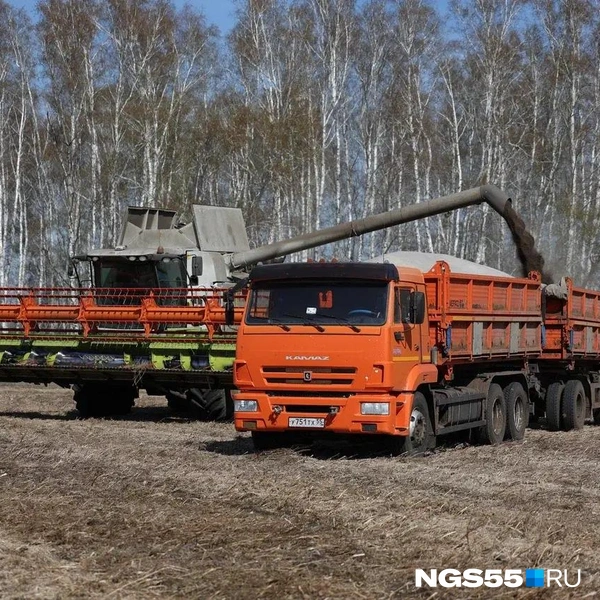 Собранный урожай импортные комбайны разгружают в российские самосвалы | Источник: Евгений Софийчук / NGS55.RU
