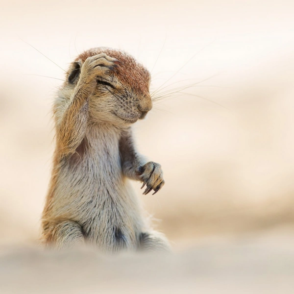 Источник: Yuzuru Masuda / Comedy Wildlife Photography Awards 2015