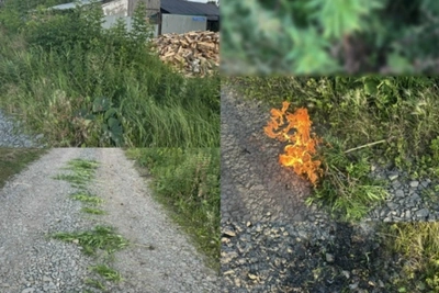 Полиция Челябинска сожгла 23 куста конопли
