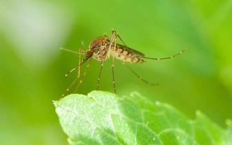 Приманили красным вином с сахаром: комаров обнаружили в единственной стране мира, где их никогда не было