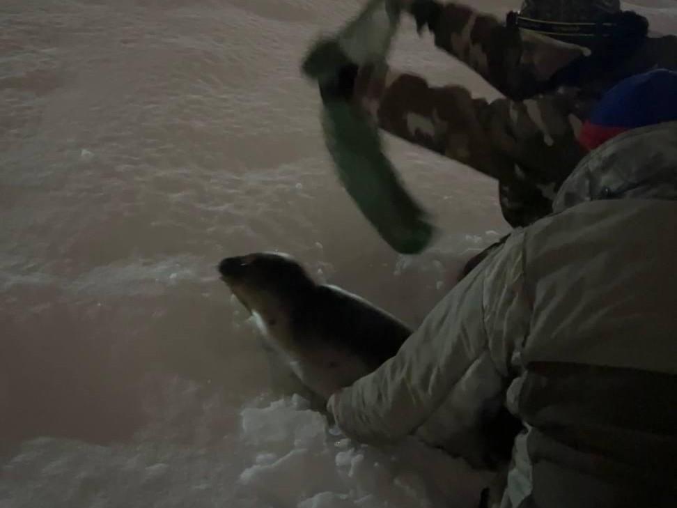 Раненого связали и увезли к морю: архангельские спасатели показали на видео, как помогли тюленю