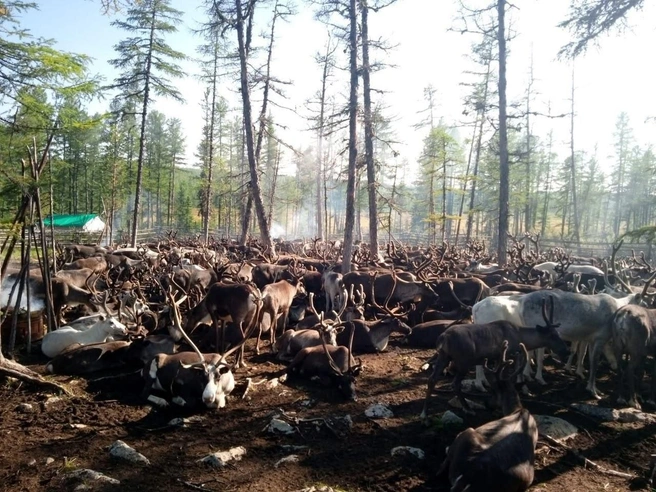 Стадо северных оленей родовой общины «Тяня» | Источник: olekmainline / t.me