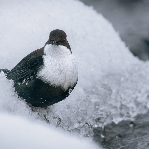 ��������: ����� �������� / ������ ��� � ������ 