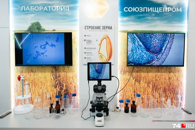 У оболочки и основной части разные состав и задачи | Источник: Наталья Лапцевич