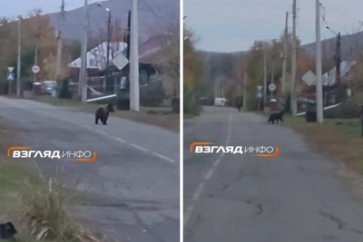 Медведь у жилых домов в Минусинске, идут поиски