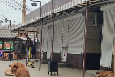 Уголовное дело возбуждено в Воронеже после атаки бродячих псов