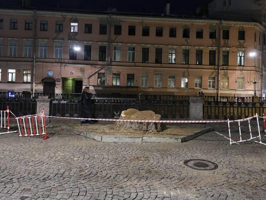 В Петербурге спилили 100-летний тополь из-за гнили