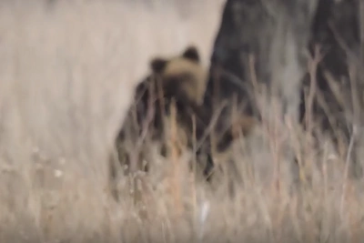 В Омской области сняли на видео бурого медведя