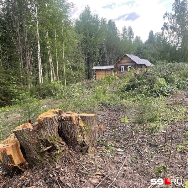 На одной из площадок срубили большое дерево | Источник: Екатерина Вохмянина / 59.RU