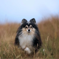 Собаки стареют быстрее в молодости: ученые предложили новую шкалу возраста по ДНК