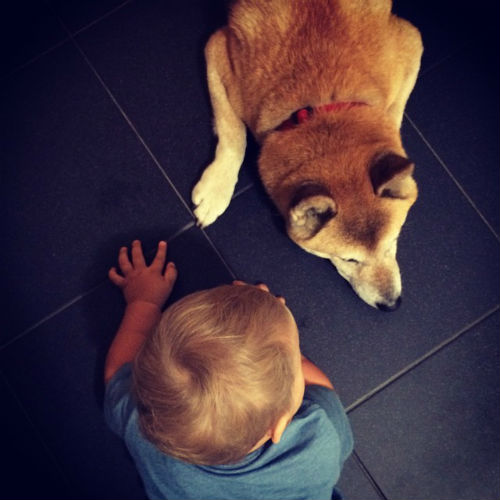 Муза и собака породы шиба-ину по кличке Йоши - лучшие друзья