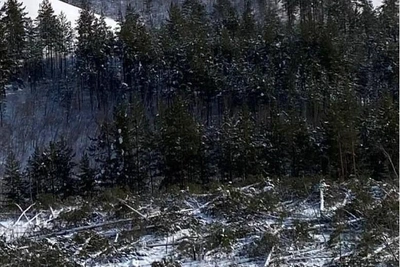 Минэкологии Якутии не возражает против вырубки леса под карьер