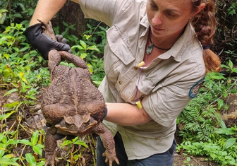 Жабзилла, или 3 кг ядовитой биомассы: посмотрите на тростниковую жабу, которую нашли в Австралии