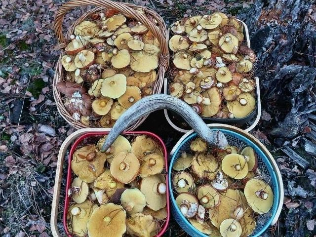 Богатый урожай из Луховицкого района | Источник: Василий Потапов / Грибы в Подмосковье 2025 / VK.com