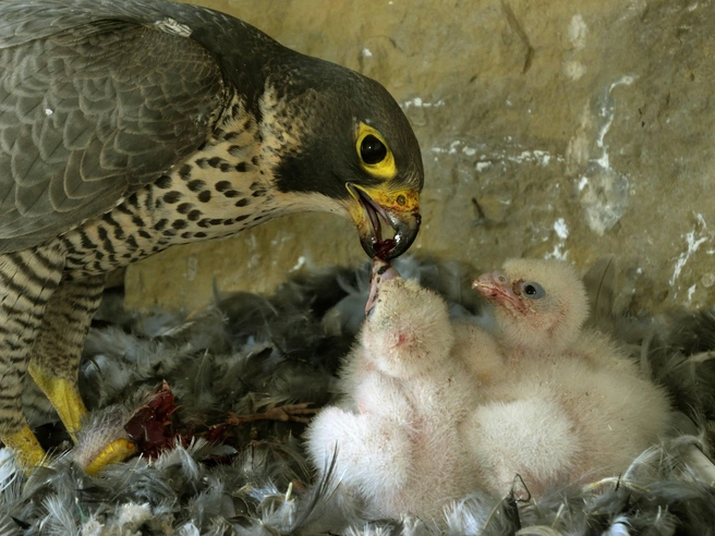 Гнездо сапсана (Falco peregrinus) | Источник: blickwinkel via Legion Media