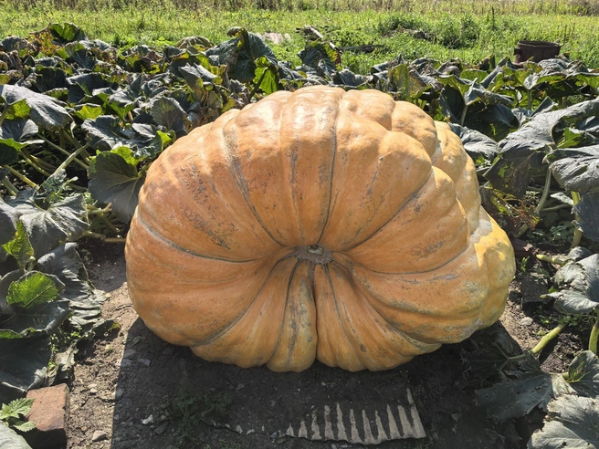 Так выглядит тыква, которую вырастил сибиряк | Источник: предоставил Артем Ломакин