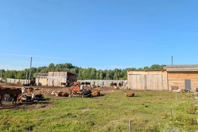 Фермеры Колпашевского района растят мясное поголовье с господдержкой