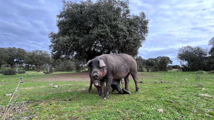 Правда ли, что свиньи любят желуди?