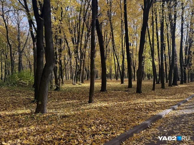На утренних аллеях тихо и умиротворенно | Источник: Сергей Петунин / YA62.RU