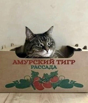 19 картинок недели и как арестовать змею