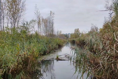 Из-за плотины бобров затопило огороды в Новосибирске