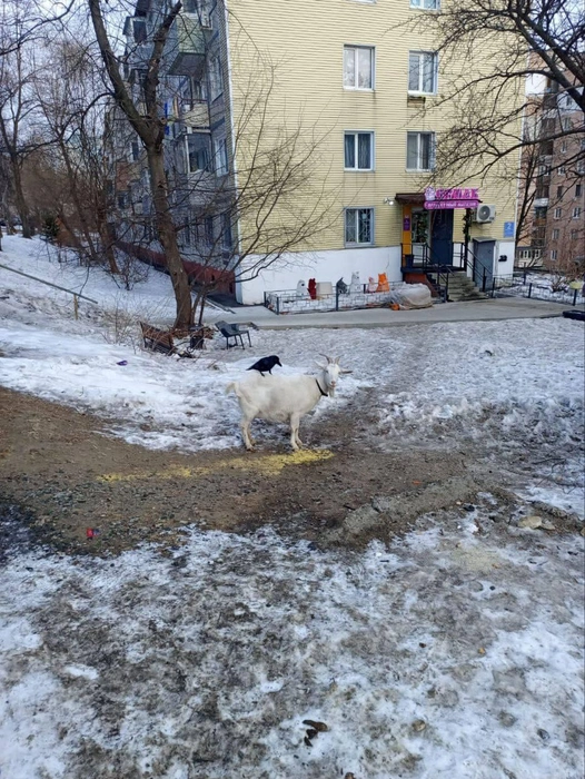 Источник: Svodka25 / Telegram-канал