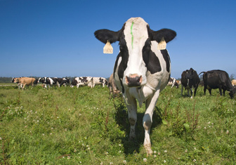 Почему мясо коровы называется говядиной?