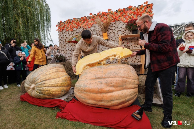 Размер одного ломтика тыквы в сравнении с человеком можно увидеть наглядно | Источник: Алексей Волхонский / V1.RU