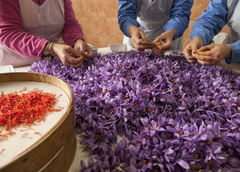Описание цветка шафран и область его применения