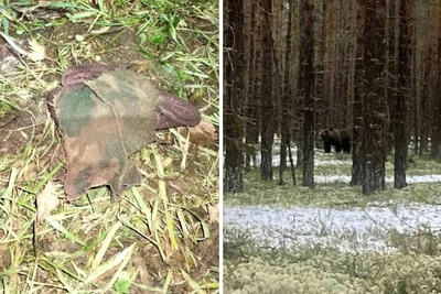 В Пинеге медведь убил охотника: хронология и советы