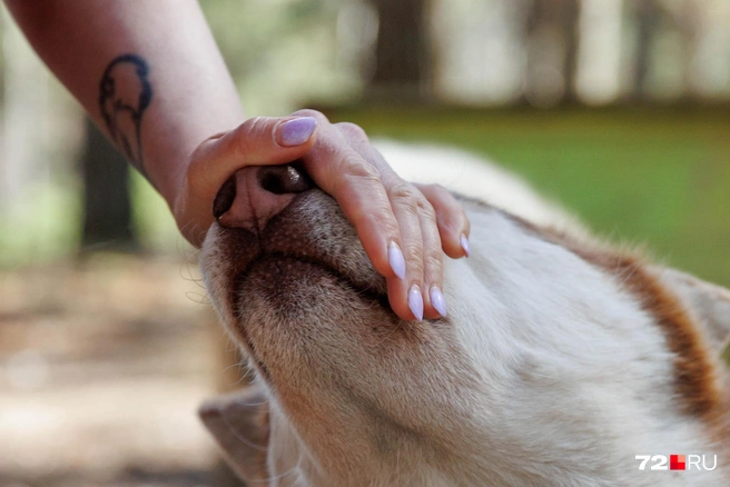 Многие дают себя погладить | Источник: Ирина Шарова / 72.RU