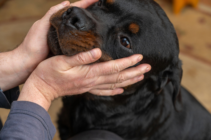 Погладьте вашу собаку: контакт с животным оказался необычайно полезным для мозга человека