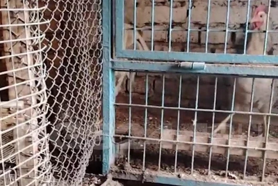 Курятник на чердаке красноярской многоэтажки: насколько законно?