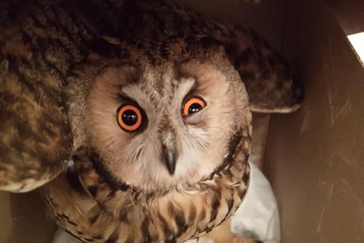 Injured Long-Eared Owl Rescued in Nizhny Novgorod Kremlin