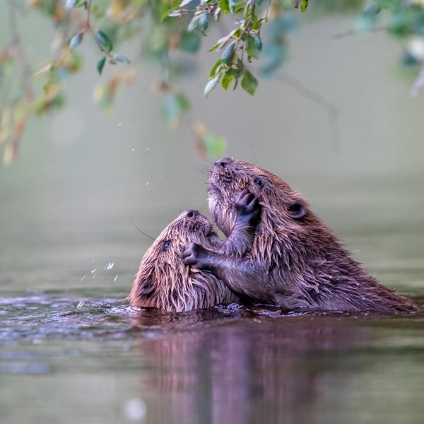 Финалист в номинации «Млекопитающие» | Источник: Per Gätzschmann / European Wildlife Photographer of the Year 2025