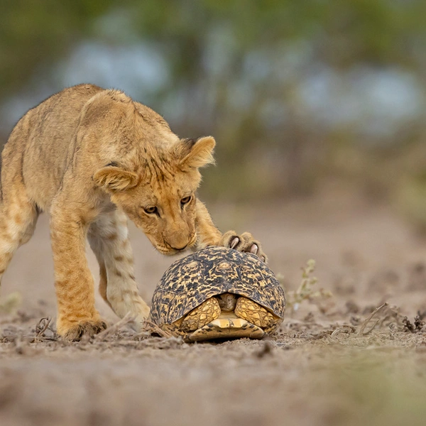 Финалист в номинации «Млекопитающие» | Источник: Jens Cullmann / GDT Nature Photographer of the Year 2025
