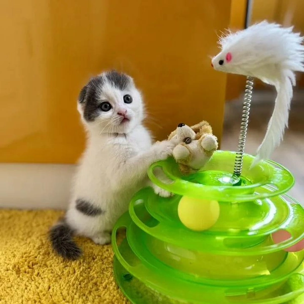 Котенку устроили фотосессию | Источник: Avito