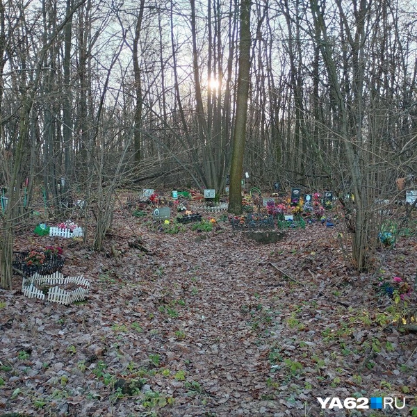 Источник: Анастасия Фокина / YA62.RU