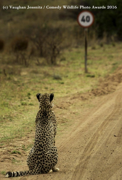 Источник: Comedy Wildlife Photography Awards