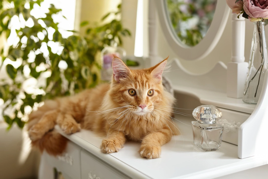 Пришел рыжий кот в дом: приметы о «золотых» гостях (все добрые) | Источник: Shutterstock/Fotodom.ru