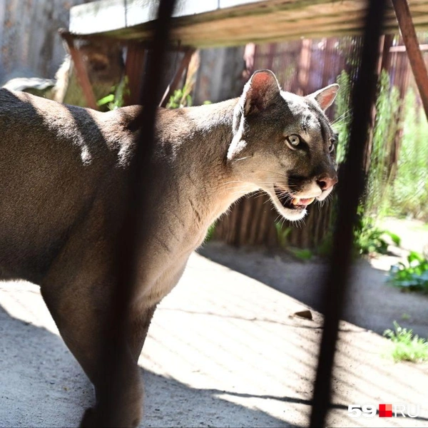 Источник: Василина Любимова / 59.RU 