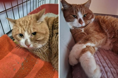 Murmansk Chef Adopts Orphaned Cat, Now Thriving