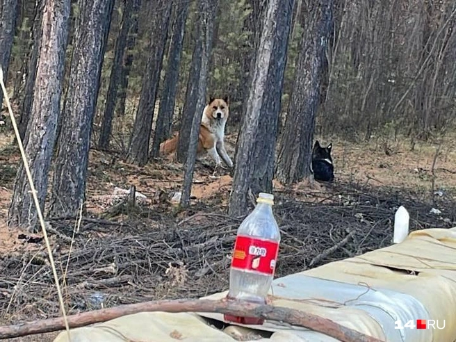 Собак в Чульмане снова стало много, и встречают их буквально везде | Источник: Анастасия Ш.