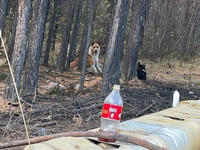 Собак встречают буквально везде | Источник: Анастасия Ш.