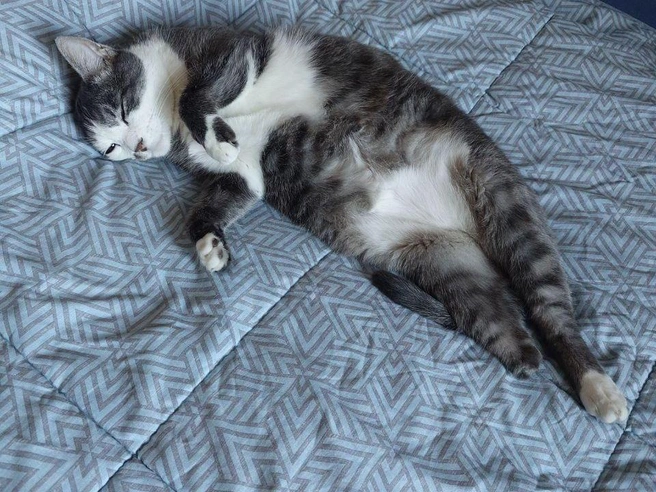 Кошка Дуся, пережившая жестокое обращение, теперь окружена заботой в любящей семье. | Источник: читатель NN.RU