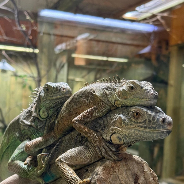 Обитатели зоопарка | Источник: croco-zoo.ru